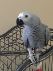 African Grey Parrot For Sale